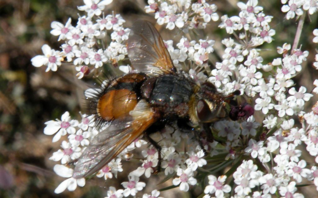Tachinidae: cfr. Tachina sp.